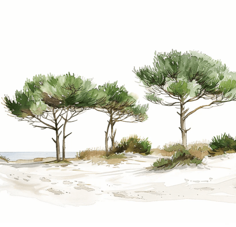 Les Pins de la Plage : Évasion Naturelle - Illulart: Papier peint panoramique