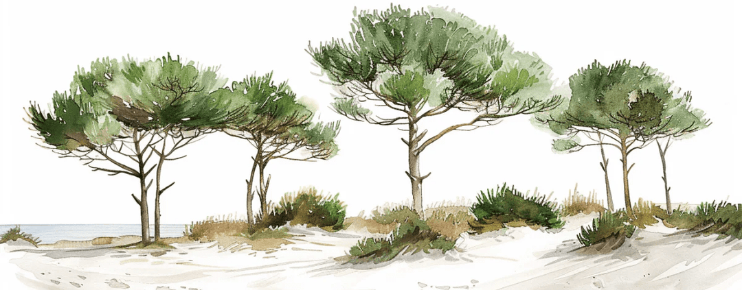 Les Pins de la Plage : Évasion Naturelle - Illulart: Papier peint panoramique