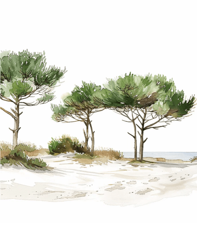 Les Pins de la Plage : Évasion Naturelle - Illulart: Papier peint panoramique