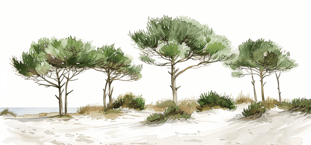 Les Pins de la Plage : Évasion Naturelle - Illulart: Papier peint panoramique