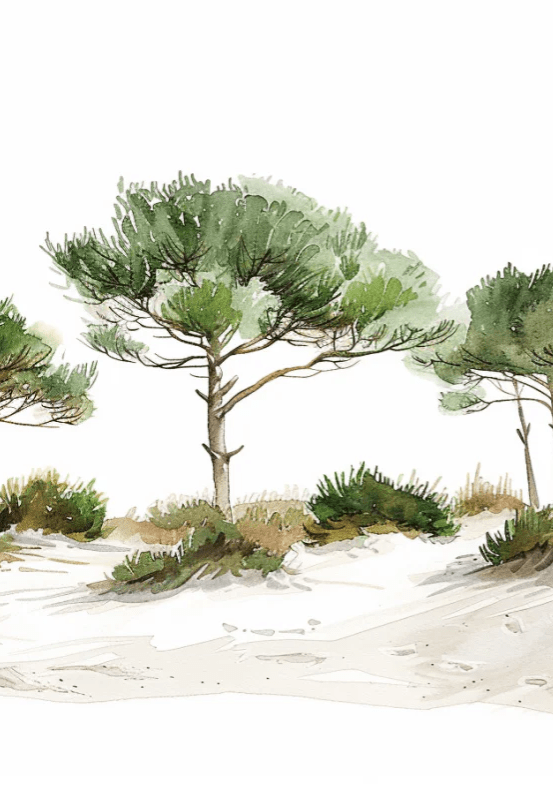 Les Pins de la Plage : Évasion Naturelle - Illulart: Papier peint panoramique