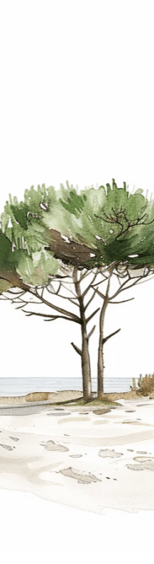 Les Pins de la Plage : Évasion Naturelle - Illulart: Papier peint panoramique