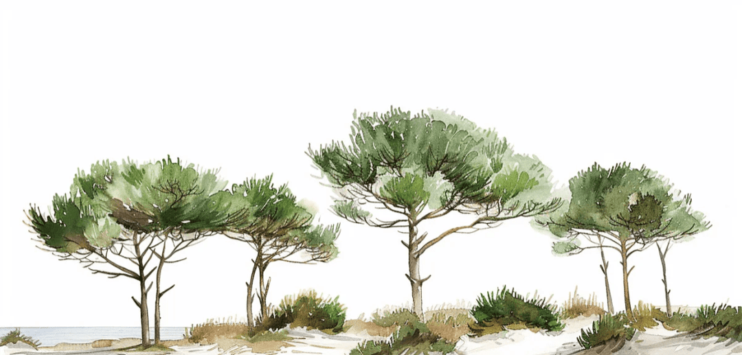 Les Pins de la Plage : Évasion Naturelle - Illulart: Papier peint panoramique