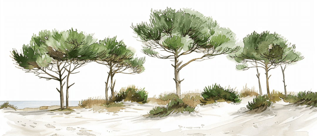 Les Pins de la Plage : Évasion Naturelle - Illulart: Papier peint panoramique