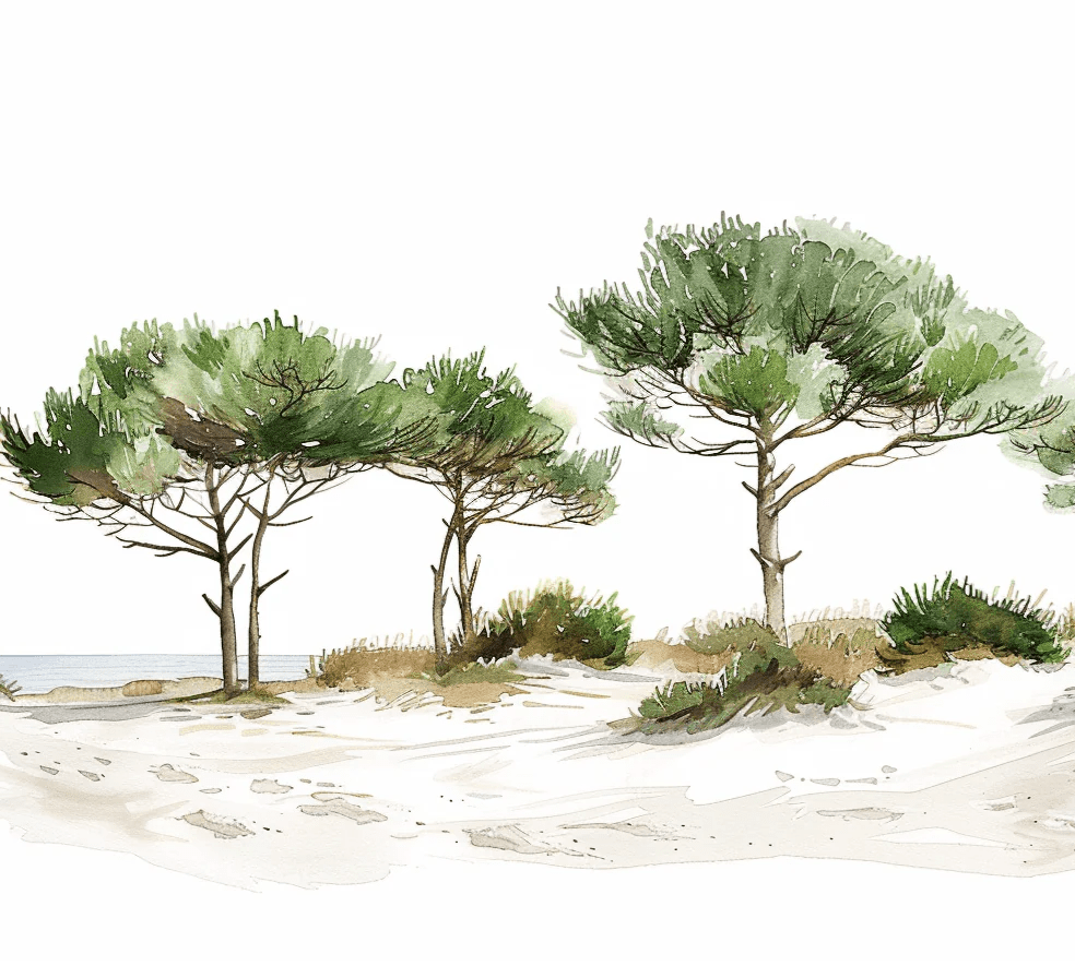Les Pins de la Plage : Évasion Naturelle