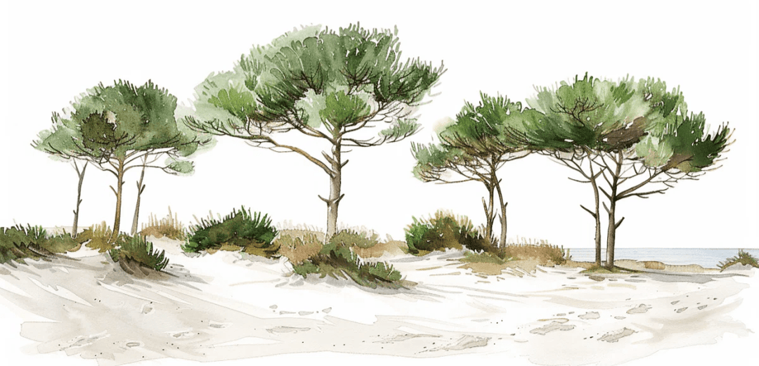 Les Pins de la Plage : Évasion Naturelle - Illulart: Papier peint panoramique