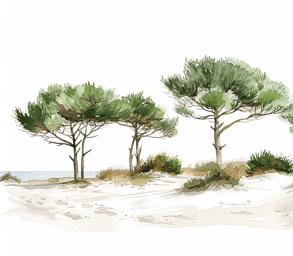Les Pins de la Plage : Évasion Naturelle
