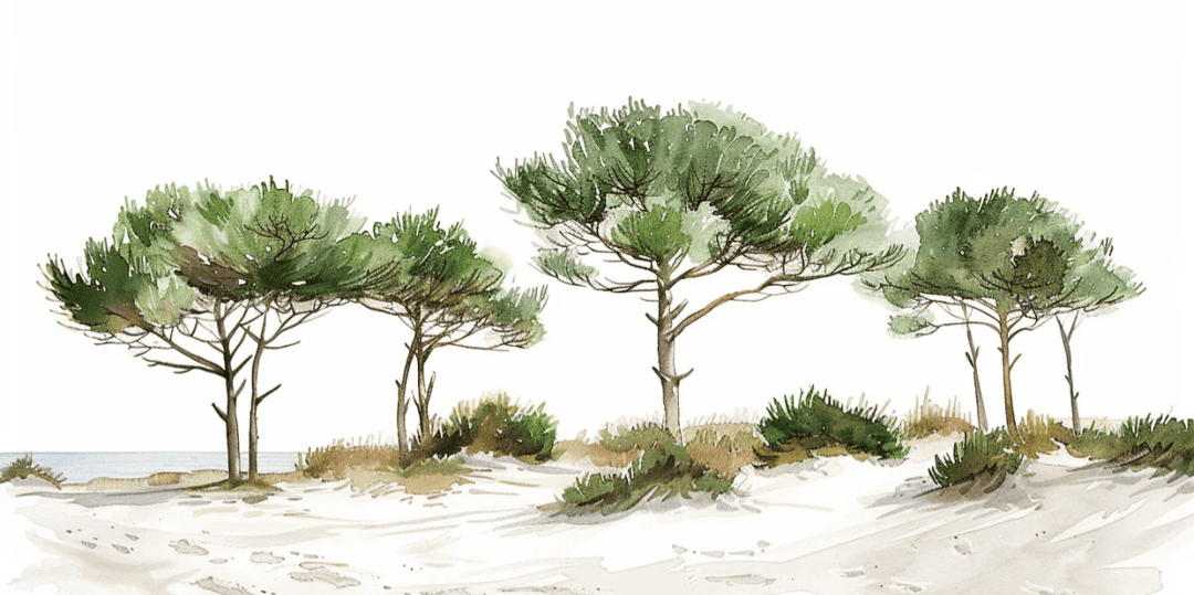 Les Pins de la Plage : Évasion Naturelle - Illulart: Papier peint panoramique