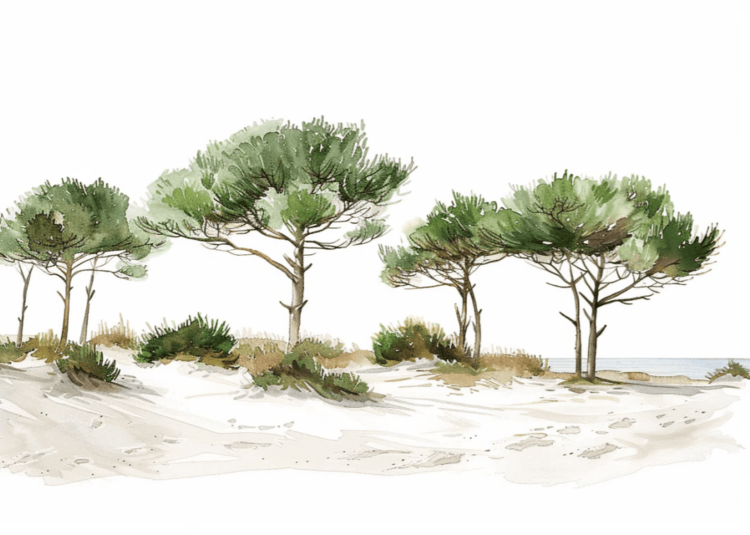 Les Pins de la Plage : Évasion Naturelle - Illulart: Papier peint panoramique