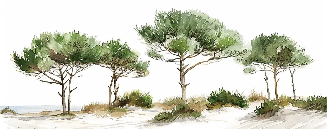 Les Pins de la Plage : Évasion Naturelle
