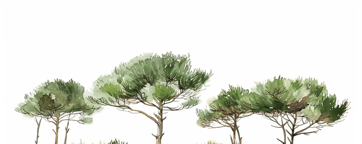 Les Pins de la Plage : Évasion Naturelle - Illulart: Papier peint panoramique