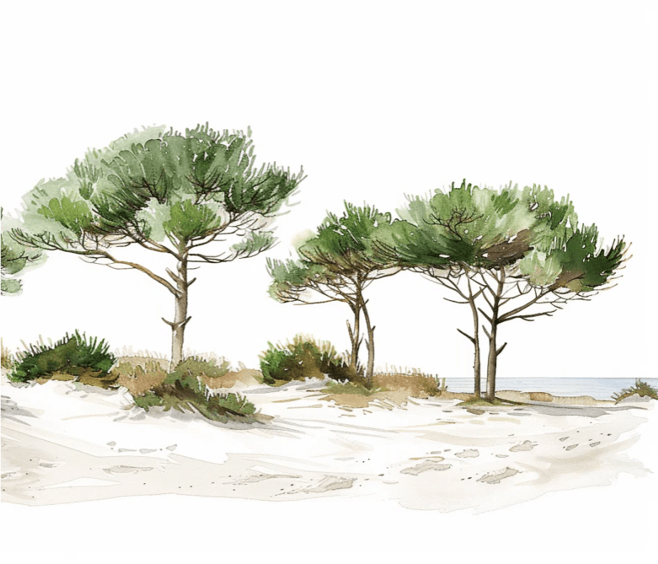 Les Pins de la Plage : Évasion Naturelle - Illulart: Papier peint panoramique