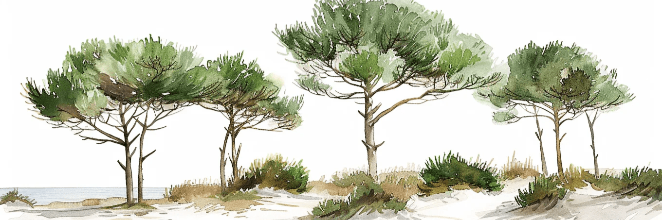 Les Pins de la Plage : Évasion Naturelle