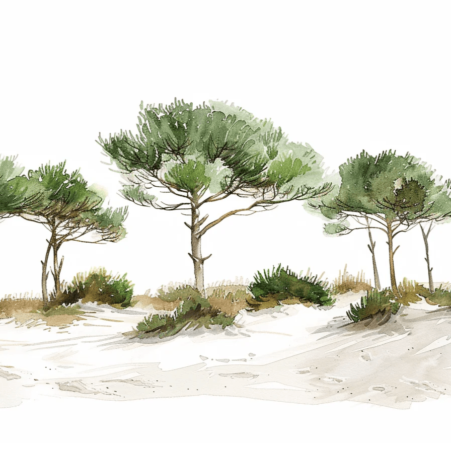 Les Pins de la Plage : Évasion Naturelle