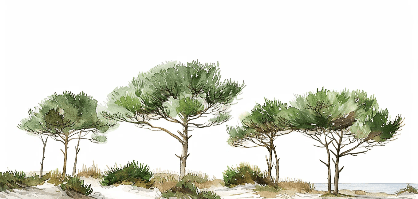 Les Pins de la Plage : Évasion Naturelle
