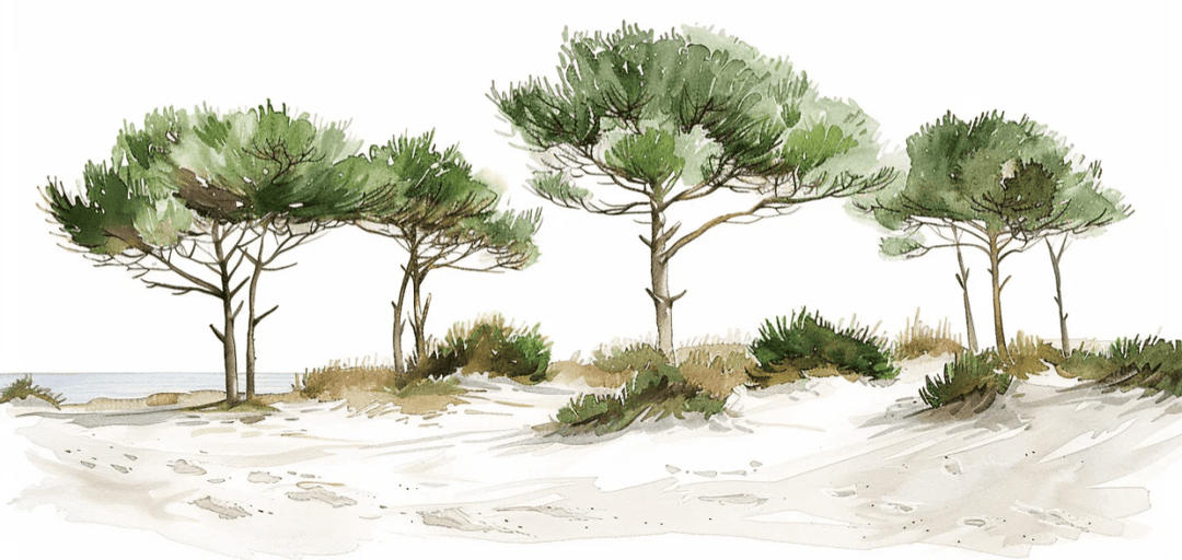 Les Pins de la Plage : Évasion Naturelle - Illulart: Papier peint panoramique