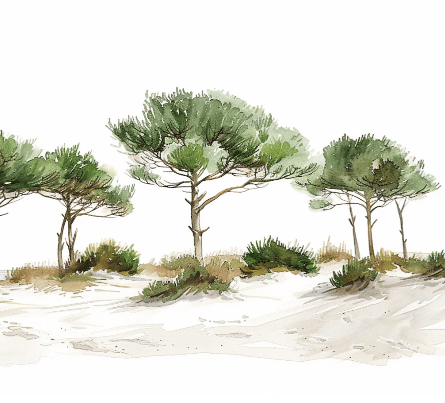Les Pins de la Plage : Évasion Naturelle - Illulart: Papier peint panoramique