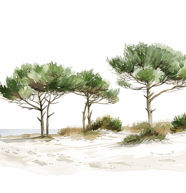 Les Pins de la Plage : Évasion Naturelle - Illulart: Papier peint panoramique