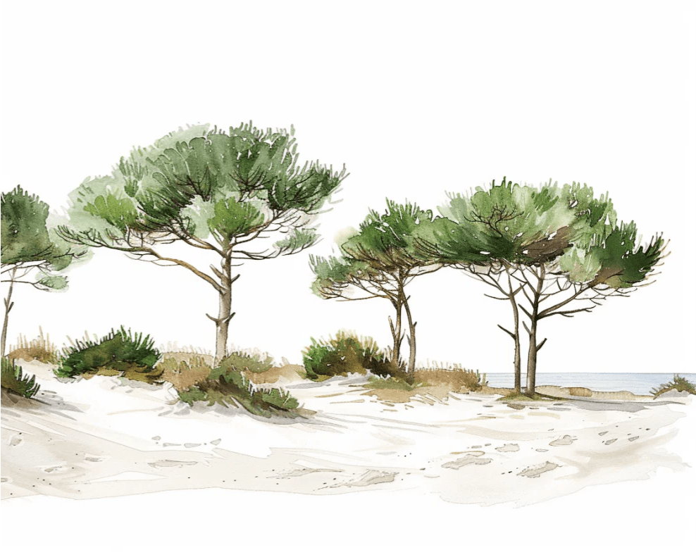 Les Pins de la Plage : Évasion Naturelle - Illulart: Papier peint panoramique