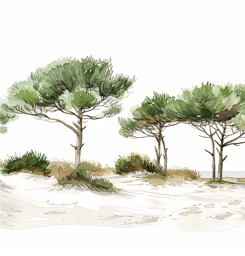 Les Pins de la Plage : Évasion Naturelle - Illulart: Papier peint panoramique