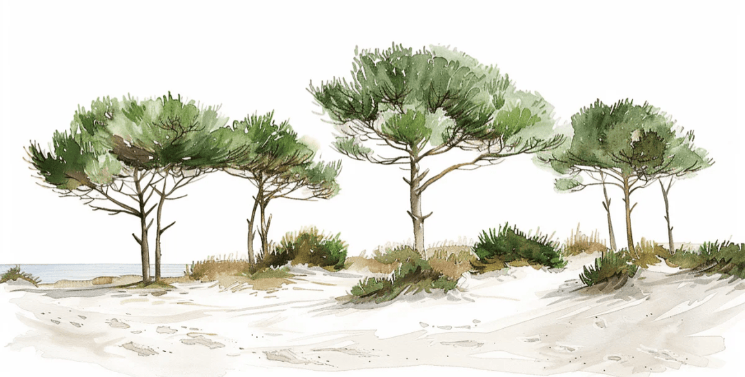 Les Pins de la Plage : Évasion Naturelle - Illulart: Papier peint panoramique