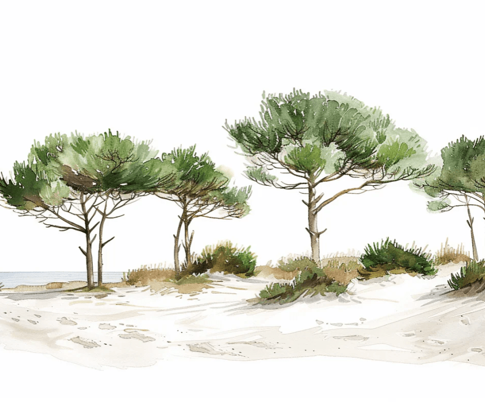 Les Pins de la Plage : Évasion Naturelle - Illulart: Papier peint panoramique