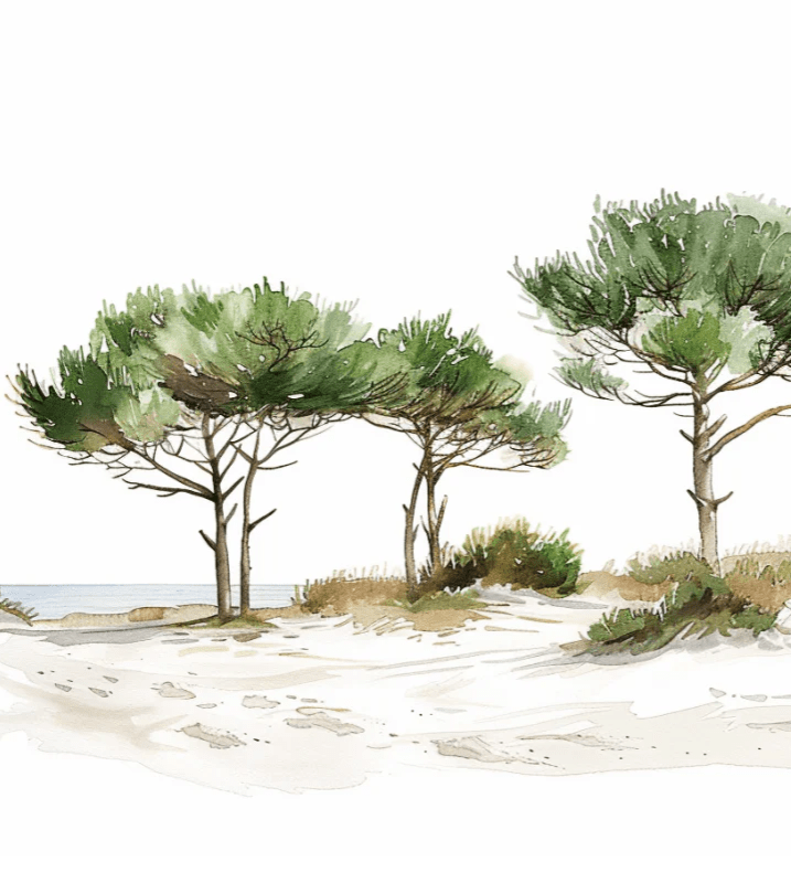 Les Pins de la Plage : Évasion Naturelle - Illulart: Papier peint panoramique