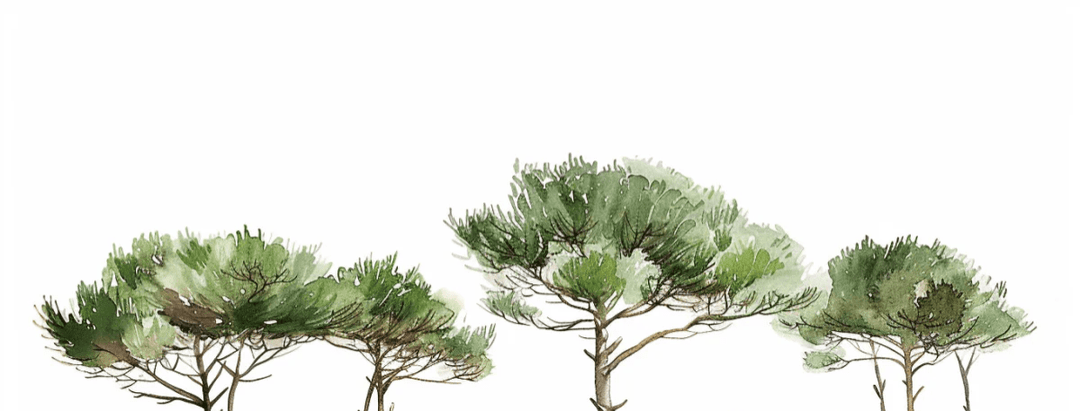 Les Pins de la Plage : Évasion Naturelle - Illulart: Papier peint panoramique