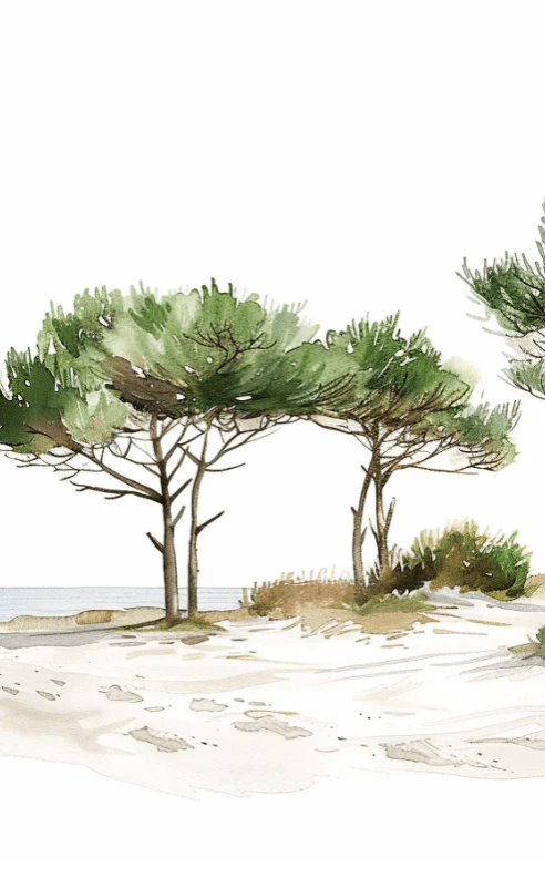 Les Pins de la Plage : Évasion Naturelle - Illulart: Papier peint panoramique