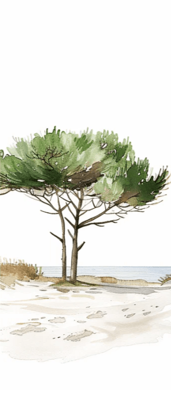 Les Pins de la Plage : Évasion Naturelle - Illulart: Papier peint panoramique