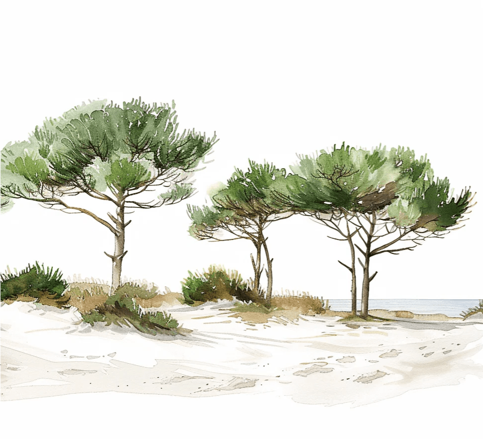 Les Pins de la Plage : Évasion Naturelle