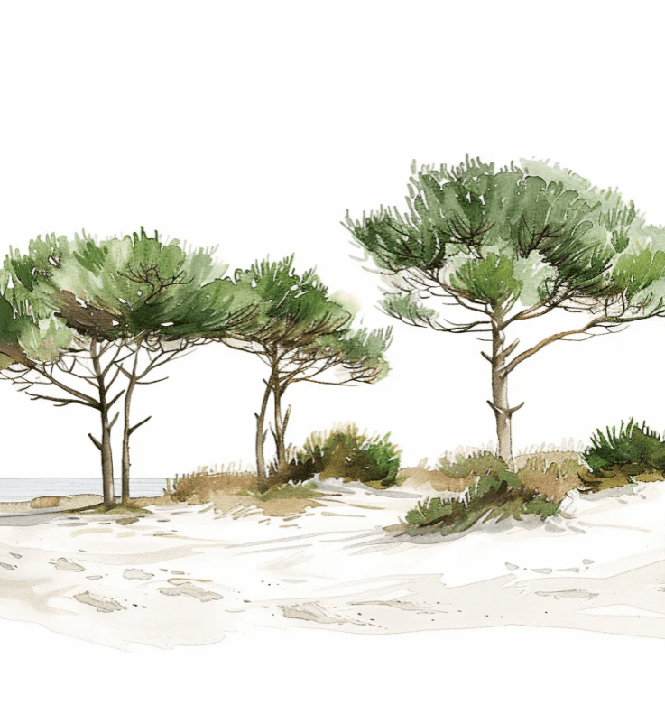 Les Pins de la Plage : Évasion Naturelle - Illulart: Papier peint panoramique
