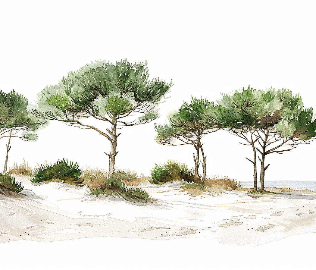 Les Pins de la Plage