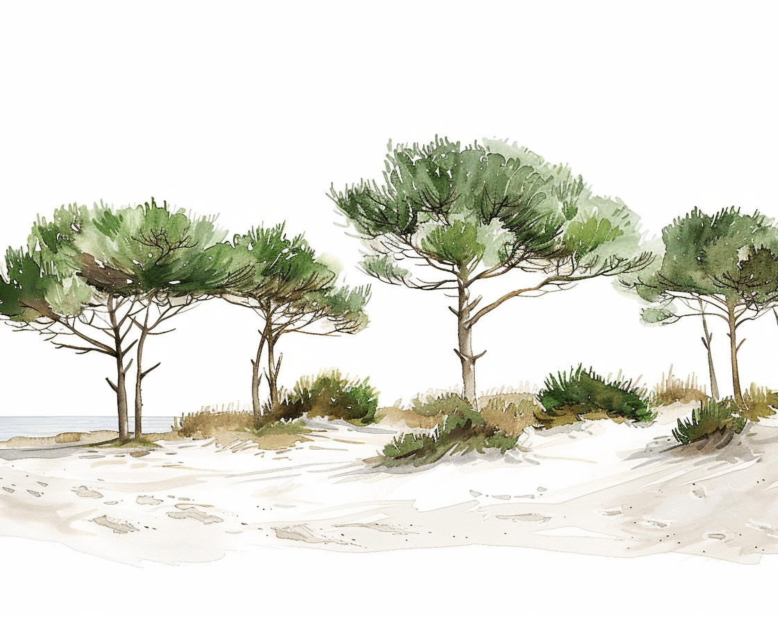 Les Pins de la Plage