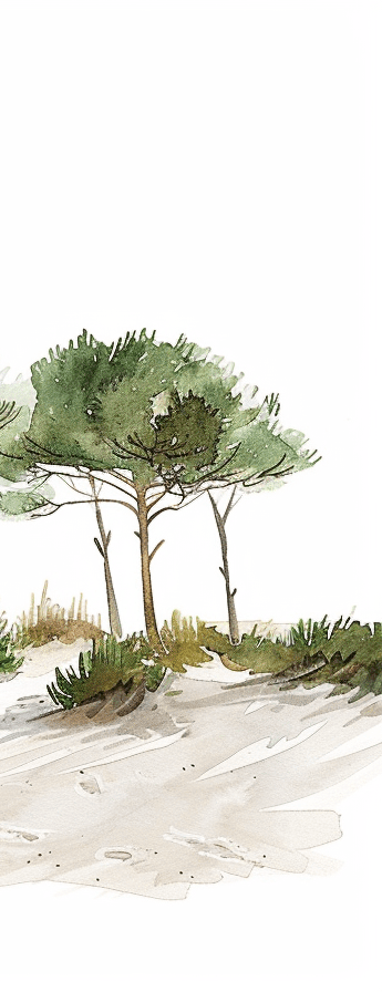 Les Pins de la Plage - Illulart: Papier peint panoramique