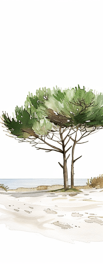 Les Pins de la Plage - Illulart: Papier peint panoramique