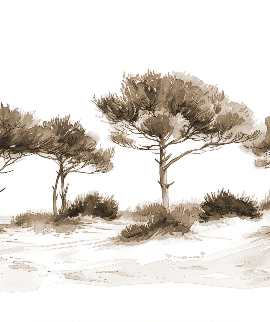Les Pins de la Plage Sépia - Illulart: Papier peint panoramique