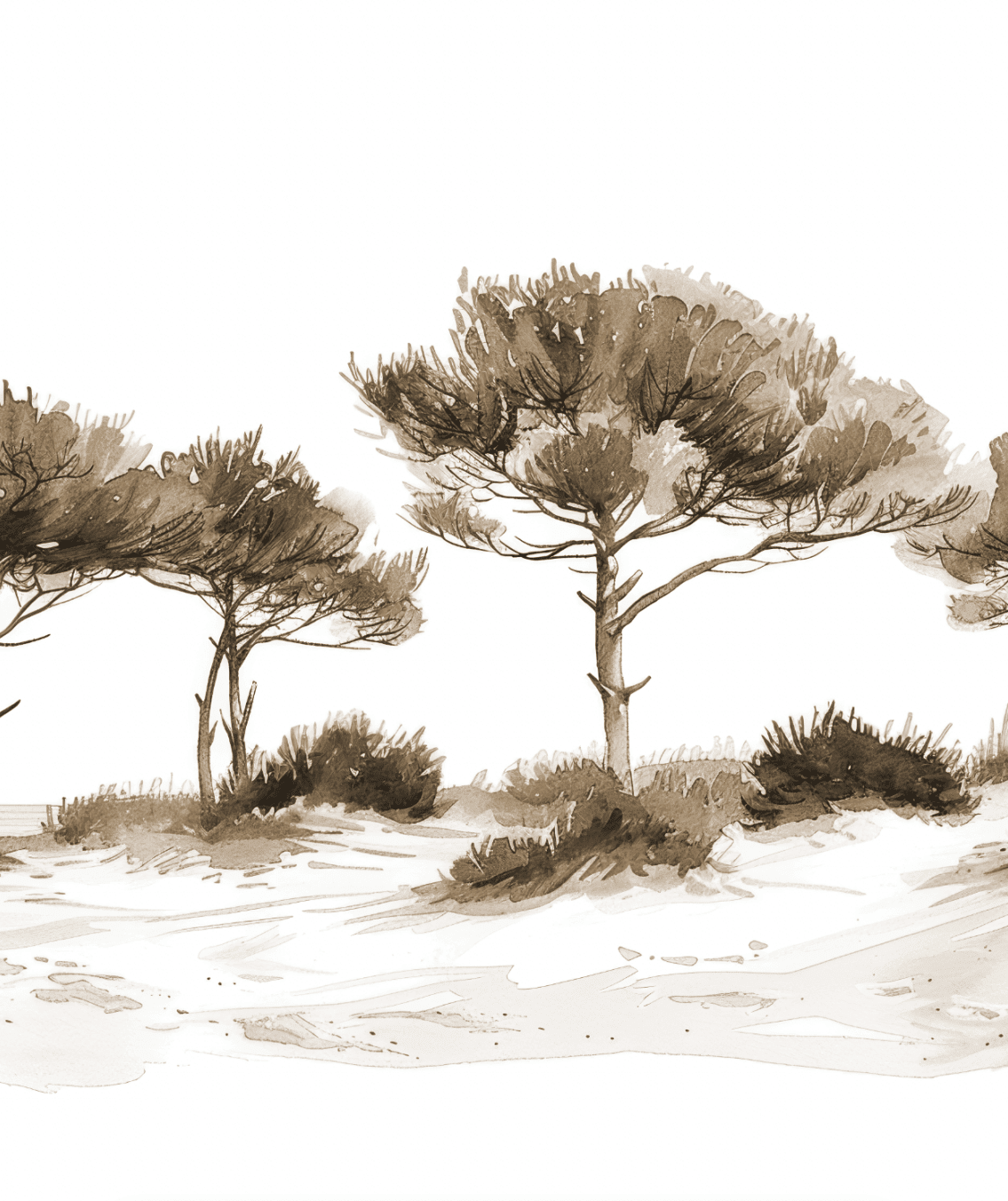 Les Pins de la Plage Sépia - Illulart: Papier peint panoramique