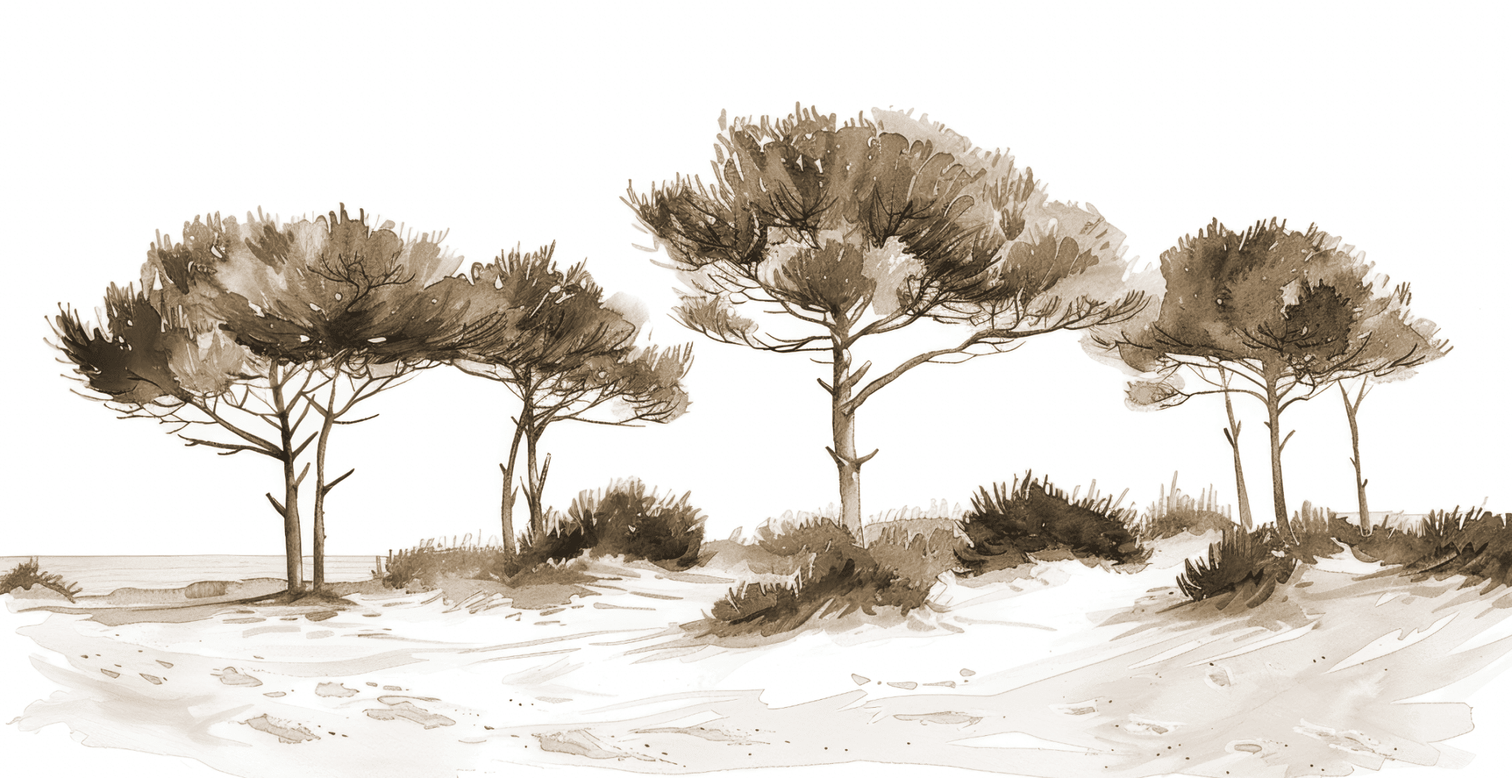 Les Pins de la Plage Sépia - Illulart: Papier peint panoramique