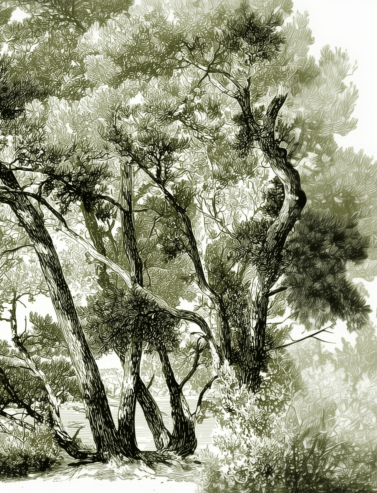 Les pins du lac