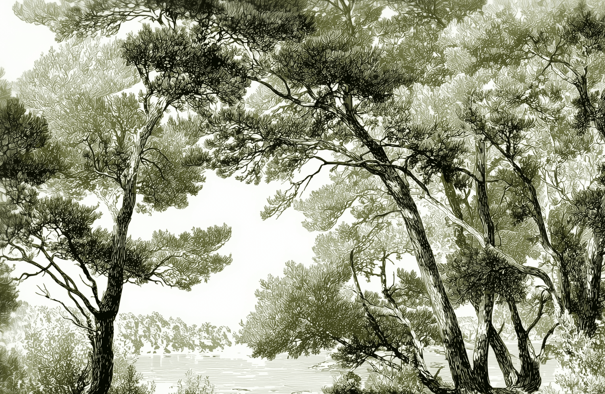 Les pins du lac - Papier peint panoramique forêt en nuances de vert