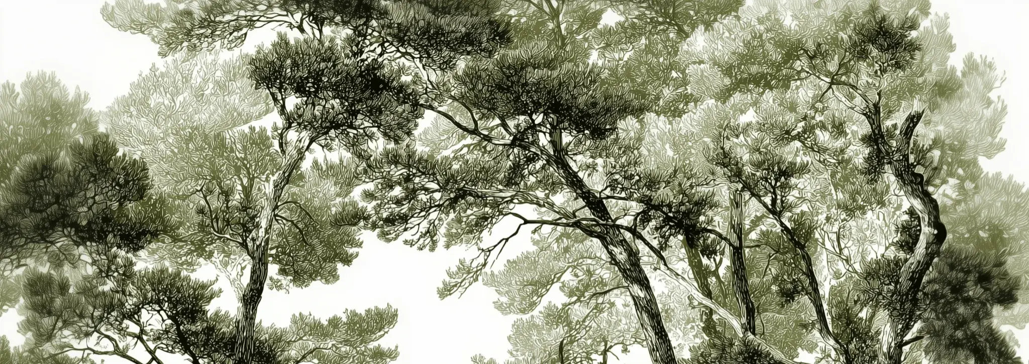 Les pins du lac - Papier peint panoramique forêt en nuances de vert - Illulart: Papier peint panoramique