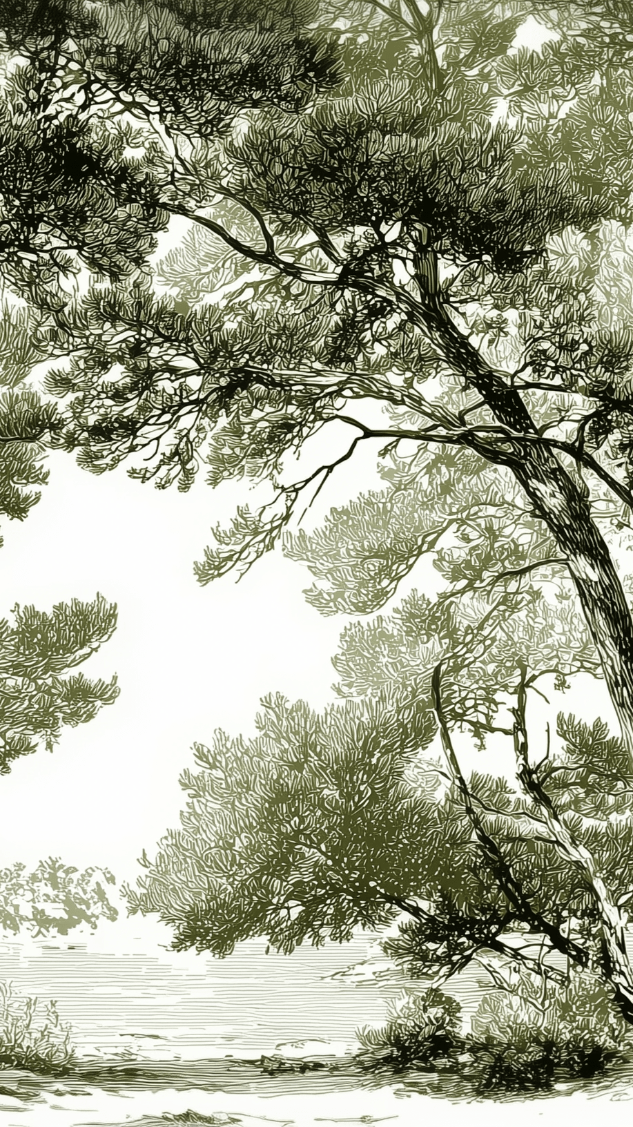 Les pins du lac - Papier peint panoramique forêt en nuances de vert - Illulart: Papier peint panoramique