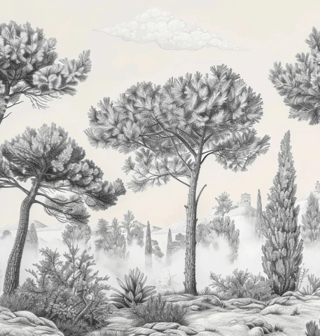 Murmure des Pins sous Brume Matinale - Illulart: Papier peint panoramique