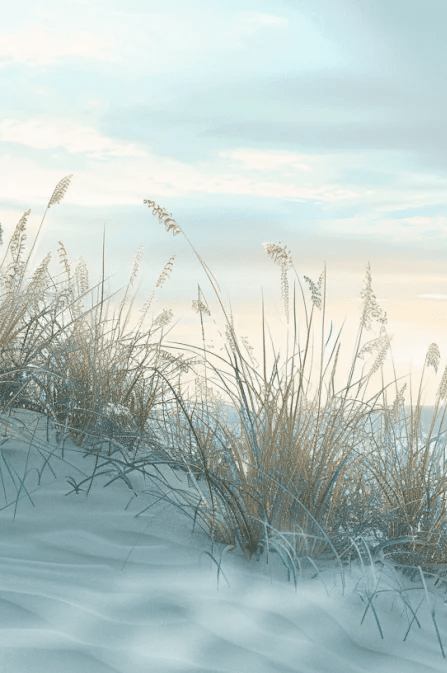 Nature cotière - Dunes en bord de mer - Illulart: Papier peint panoramique