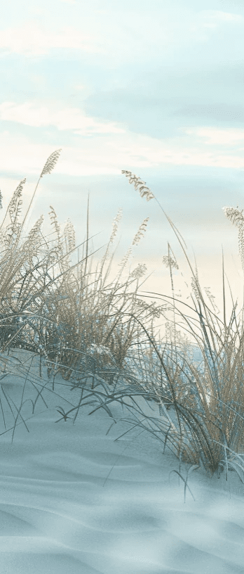 Nature cotière - Dunes en bord de mer - Illulart: Papier peint panoramique