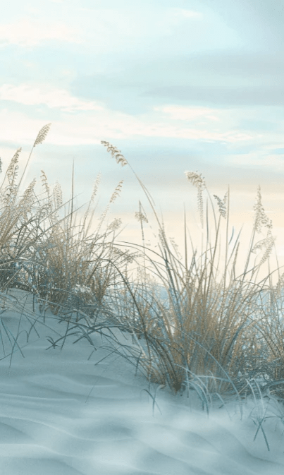 Nature cotière - Dunes en bord de mer - Illulart: Papier peint panoramique