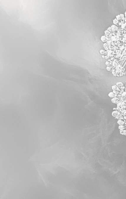 Ombelle en dentelle : L'art subtil de la fleur sauvage - Illulart: Papier peint panoramique