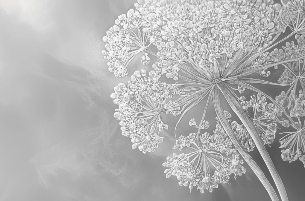 Ombelle en dentelle : L'art subtil de la fleur sauvage - Illulart: Papier peint panoramique