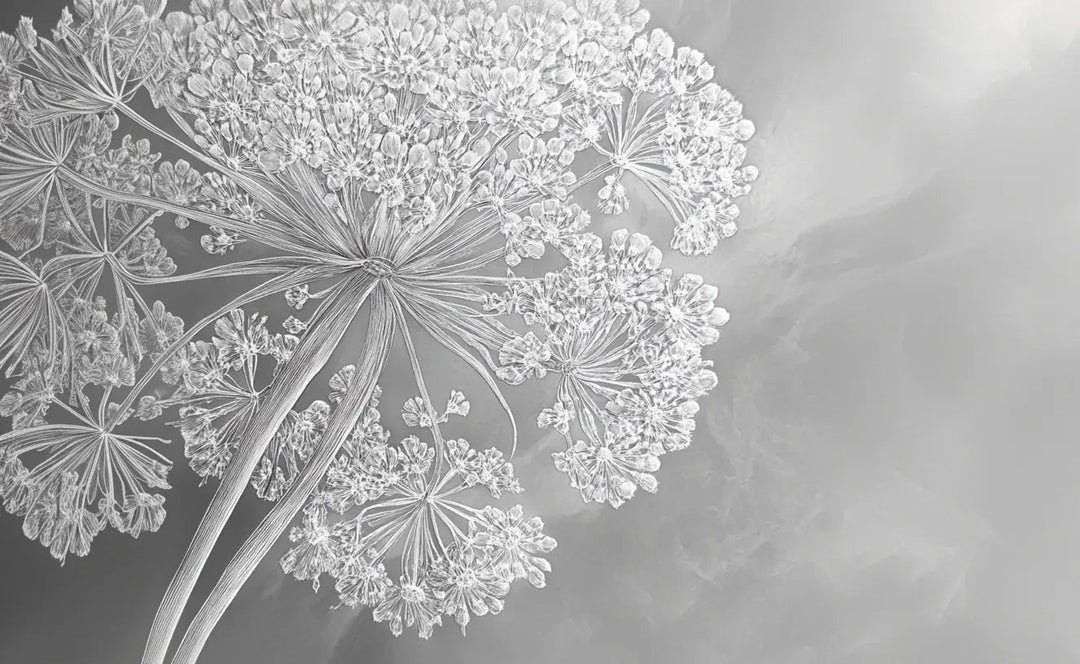 Ombelle en dentelle : L'art subtil de la fleur sauvage - Illulart: Papier peint panoramique